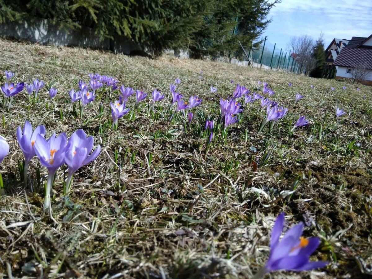 Czarna Jagoda Czarna Góra Εξωτερικό φωτογραφία